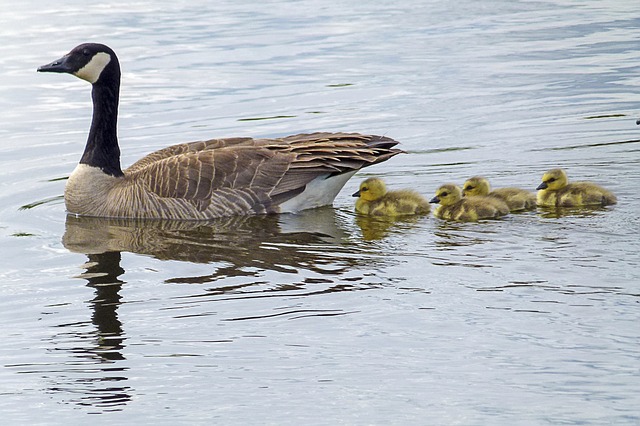 image of goose with goslings