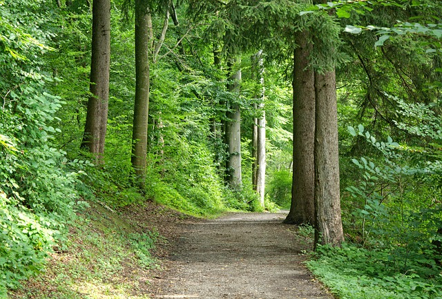 image of a wooded trail