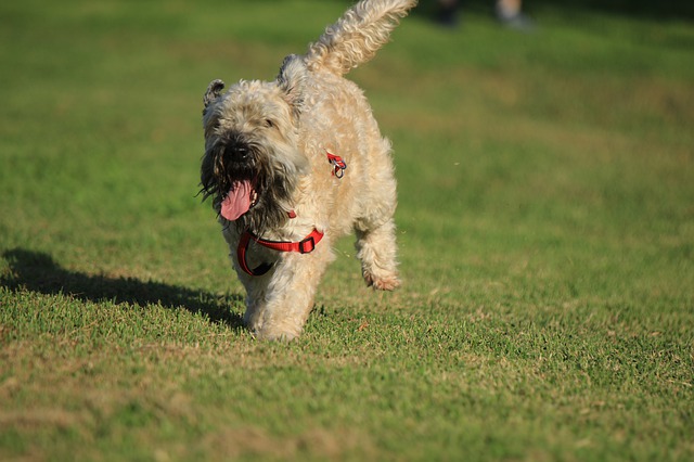 image of dog running