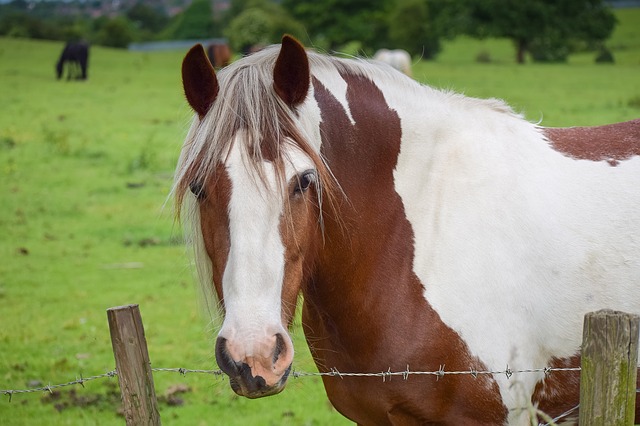 Oxford Orion Things To Do image of horse