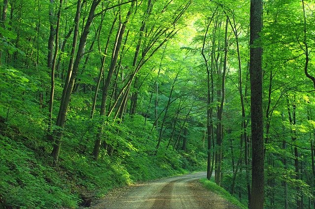 image of wooded trail