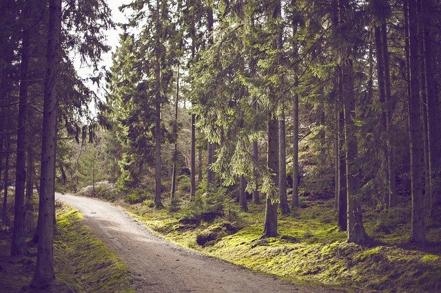 image of wooded trail