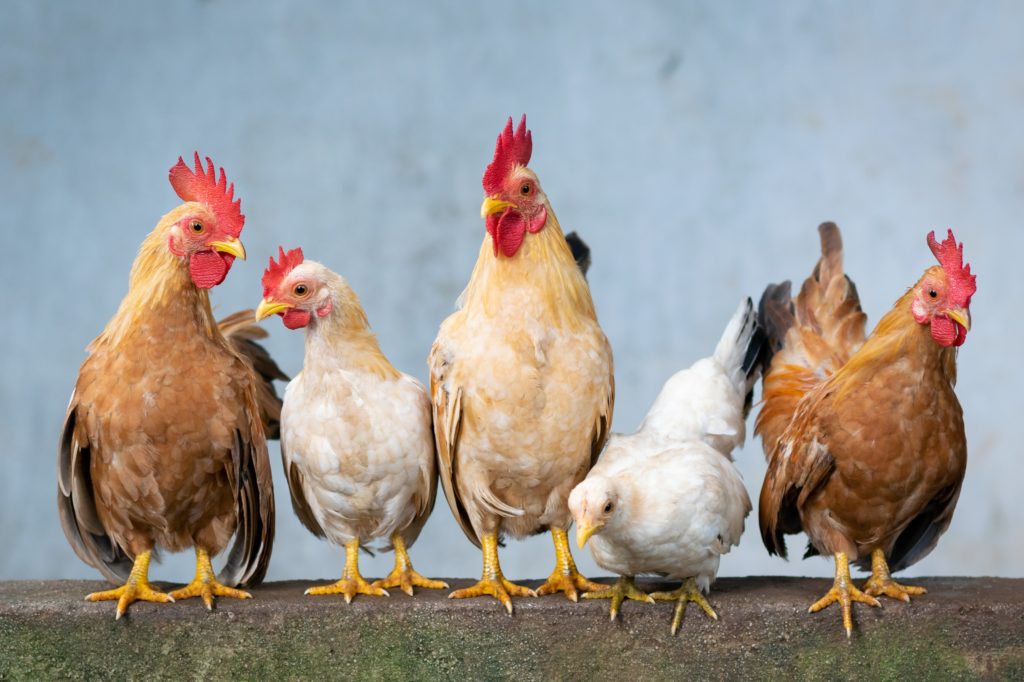 Farm Fresh main image of 5 chickens