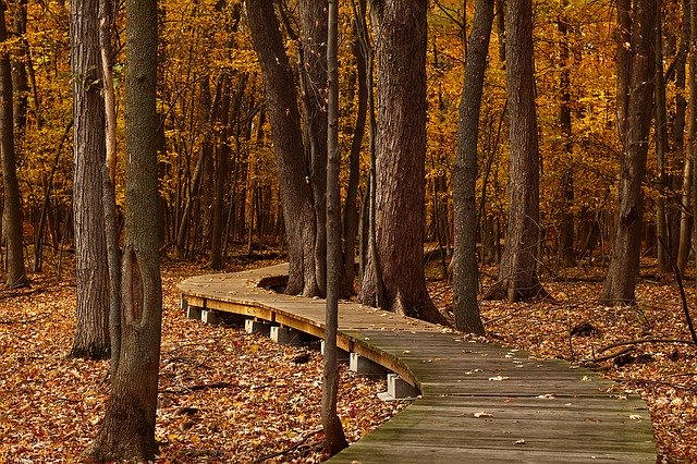 image of wooden boardwalk through trees