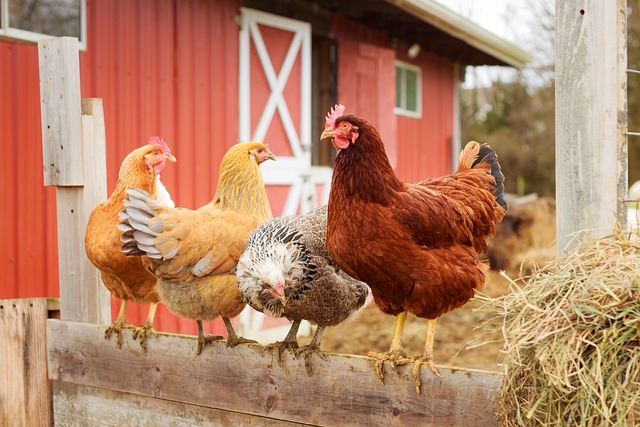  image of chickens and barn with link