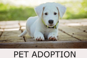 Pet Adoption Button